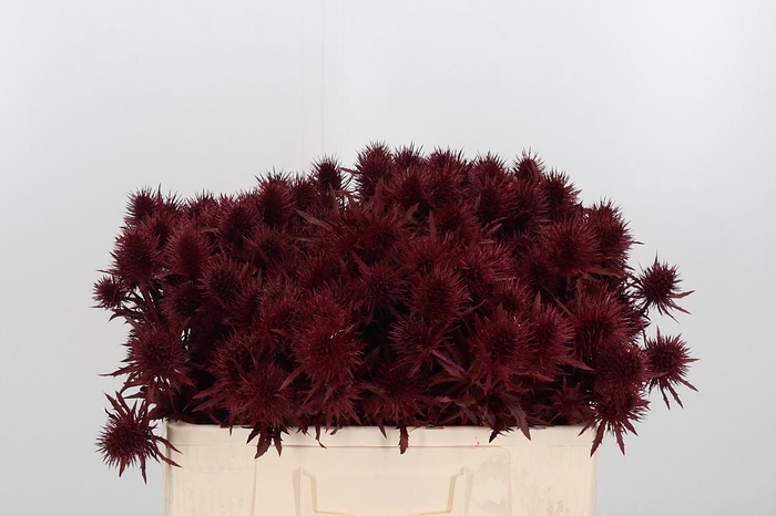 <h4>Eryn Supernova Kl Bh Bordeaux</h4>