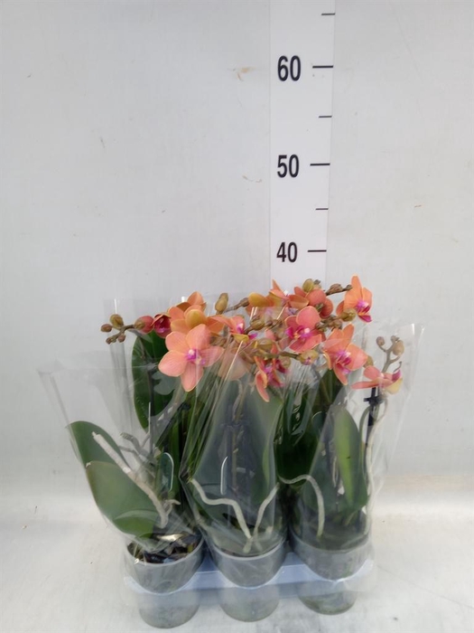 <h4>Phalaenopsis multi. 'Ant Bolzano'</h4>