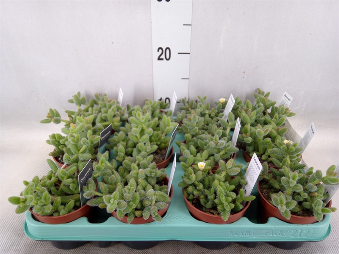 <h4>Delosperma echinatum</h4>