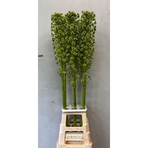 EUCOMIS P-E GOLIATH