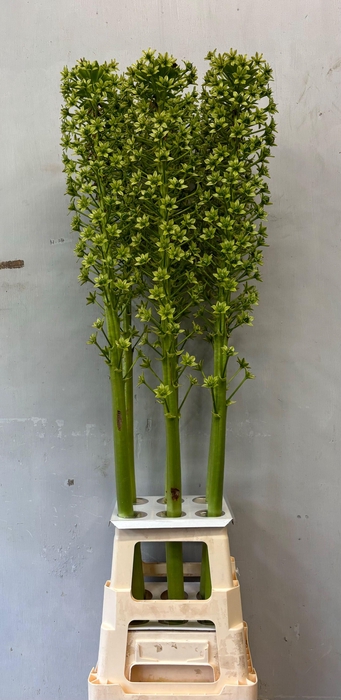 <h4>EUCOMIS P-E GOLIATH</h4>