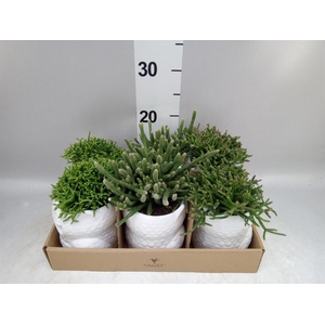 Rhipsalis   ...mix