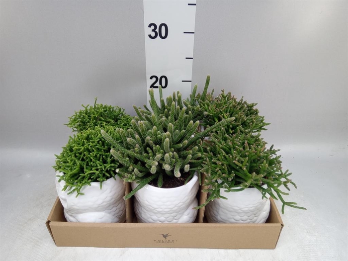 <h4>Rhipsalis ...mix</h4>