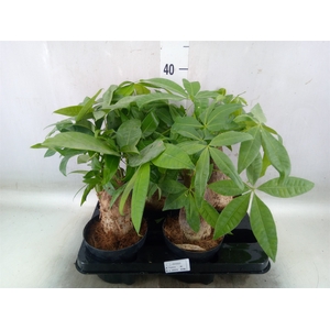 Pachira aquatica