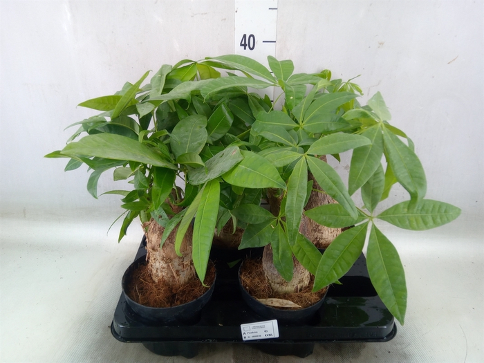 <h4>Pachira aquatica</h4>