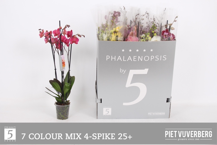 <h4>PHAL GEM 7 KL</h4>