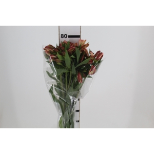 ALSTROEMERIA MILOS 080 CM