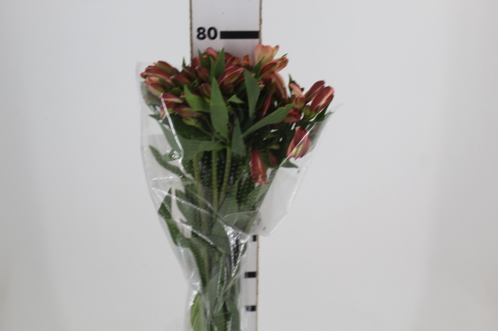 <h4>ALSTROEMERIA MILOS 080 CM</h4>