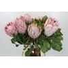 Protea Cynaroides