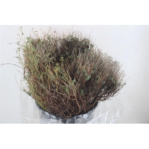 Euph Spinoza Medium 200gr P Bunch