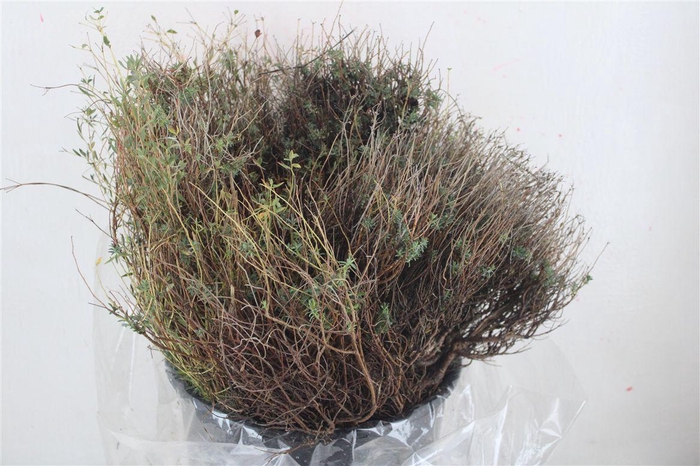 <h4>Euph Spinoza Medium 200gr P Bunch</h4>