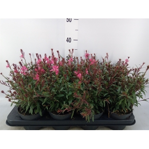 Gaura lindheimeri   ...