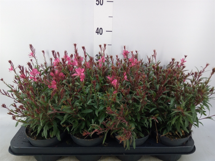 <h4>Gaura lindheimeri   ...</h4>