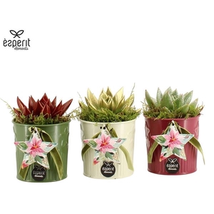 Arrangementen Kerst 6%