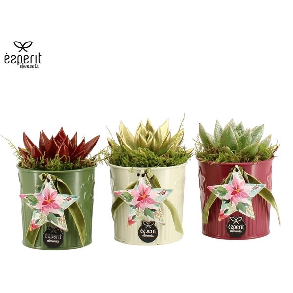 <h4>Arrangementen Kerst 6%</h4>