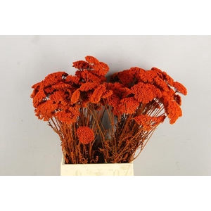 Df Achillea Paint Bs Orange