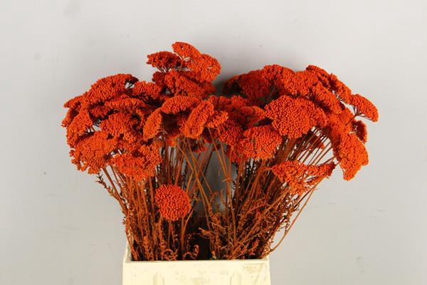 <h4>Df Achillea Paint Bs Orange</h4>