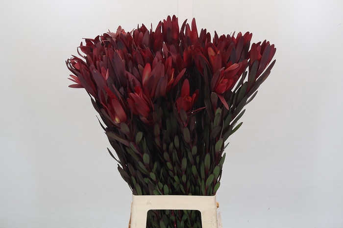 <h4>Leucadendron Saf Sunset Dark Red</h4>