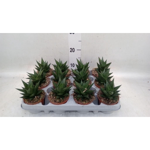 Haworthia limifolia