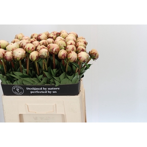 Paeonia Odile