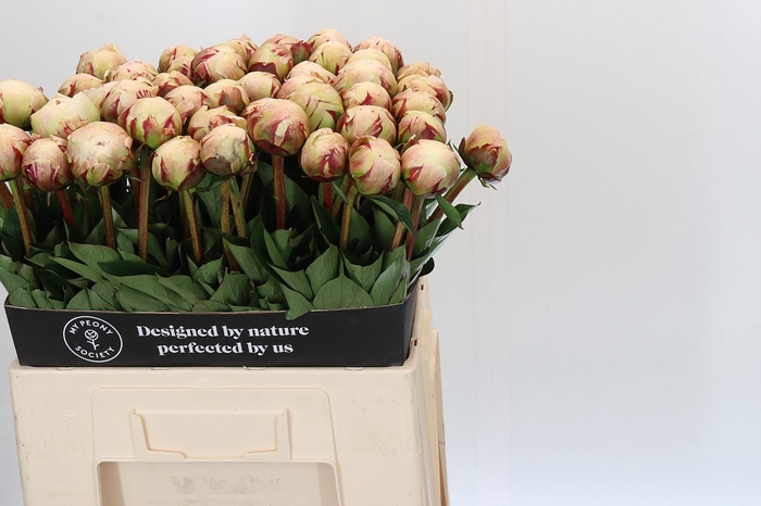 <h4>Paeonia Odile</h4>