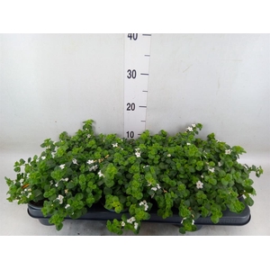 Sutera  'White Showers'