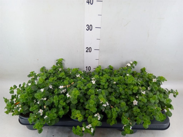 <h4>Sutera  'White Showers'</h4>