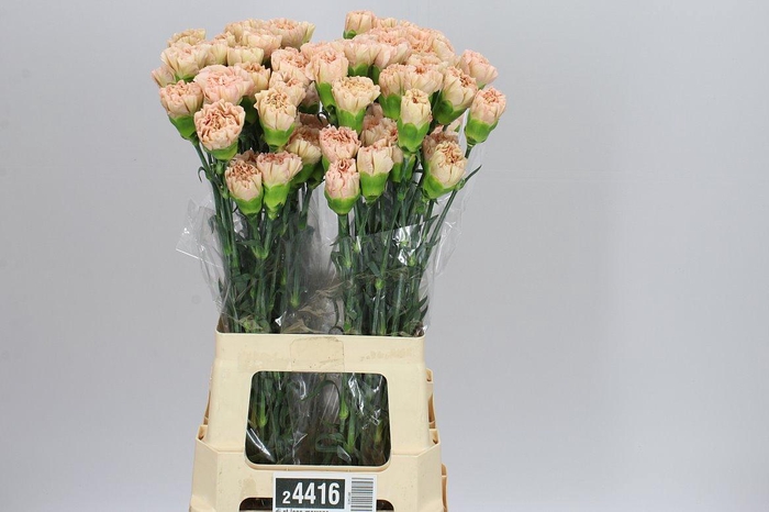 <h4>Di St Lege Marrone</h4>