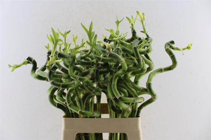 <h4>Drac S Lucky Bamboo</h4>