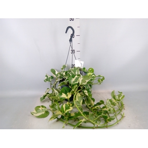 Epipremnum pinn. 'NJoy'