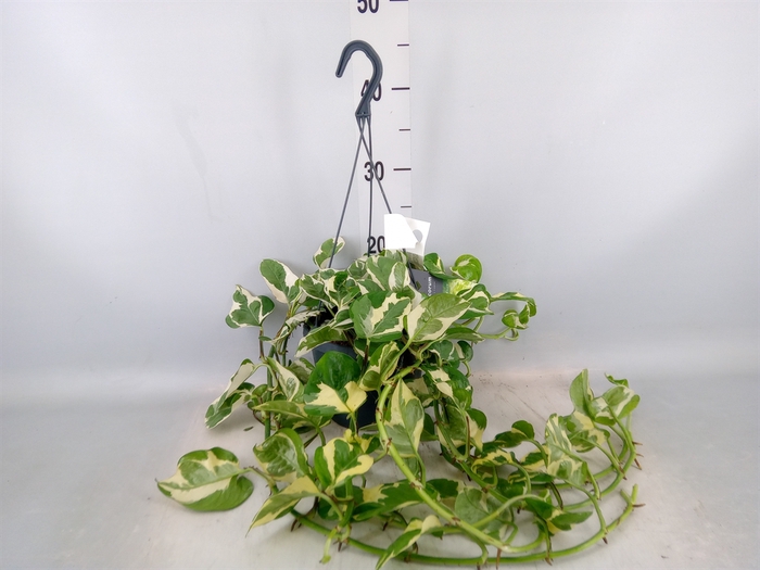 <h4>Epipremnum pinn. 'NJoy'</h4>