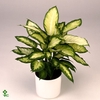 Dieffenbachia Camilla 2 PP