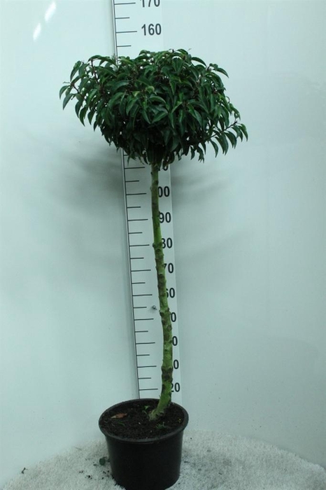 <h4>Prunus lusit.</h4>