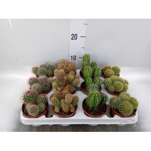 Cactus   ...mix