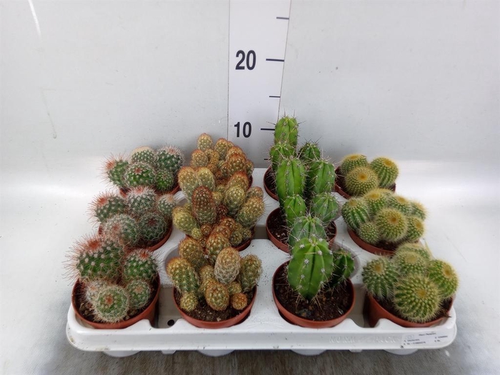 <h4>Cactus   ...mix</h4>