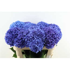 Hydr M Pimpernel 75-21