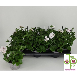 .Pelargonium peltatum grp royal white