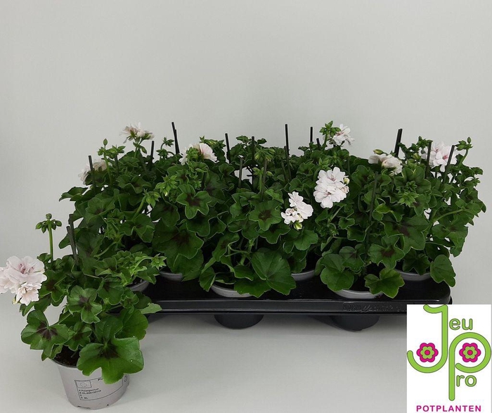 <h4>.Pelargonium peltatum grp royal white</h4>