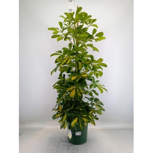 Schefflera arbor. 'Dalton'