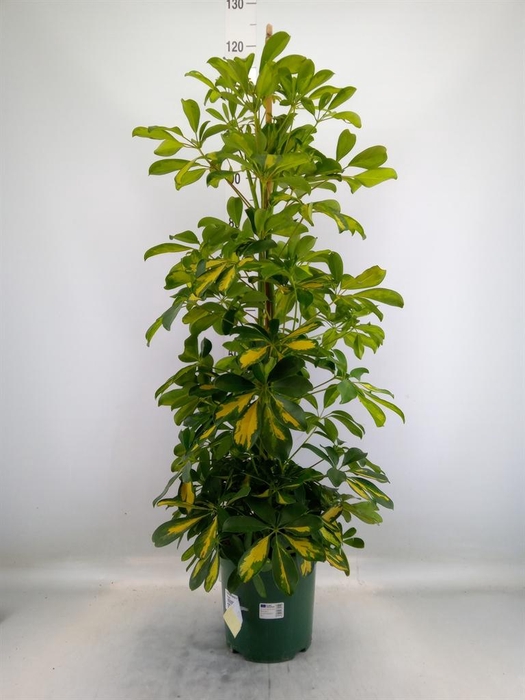 <h4>Schefflera arbor. 'Dalton'</h4>