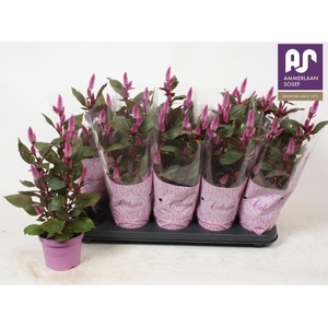 CEL MERIDA PINK