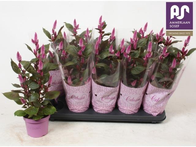 <h4>CEL MERIDA PINK</h4>