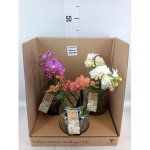 Phalaenopsis   ...mix