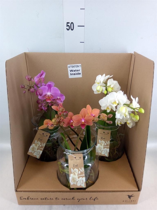 <h4>Phalaenopsis ...mix</h4>
