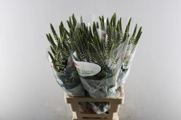 <h4>Lysimachia Moonlight (wit)</h4>