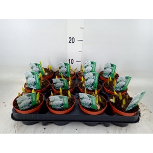 Puschkinia scilloides