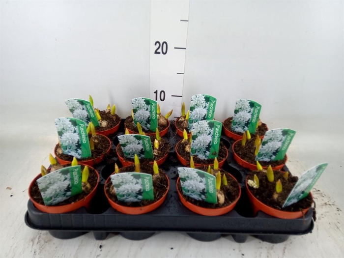 <h4>Puschkinia scilloides</h4>