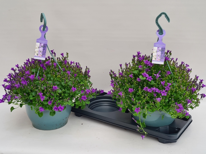 <h4>CAMP POR AMBE PURPLE</h4>