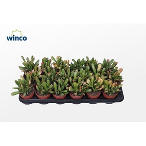 Crassula Hobbit-sunset