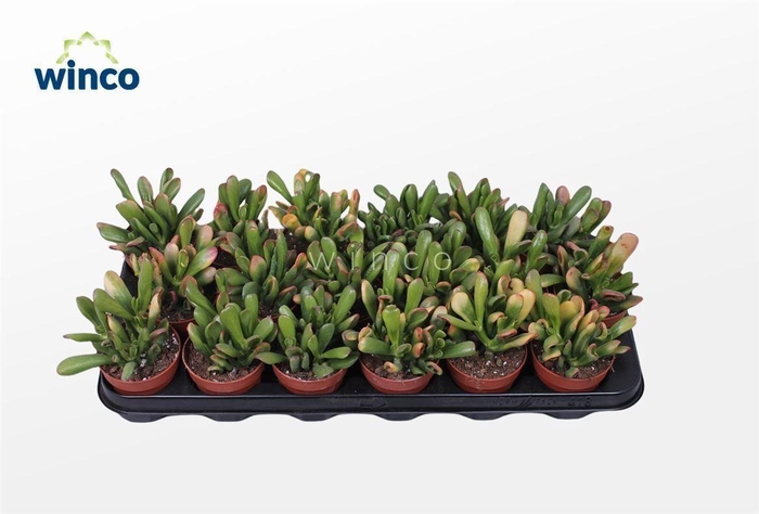 Crassula Hobbit-sunset